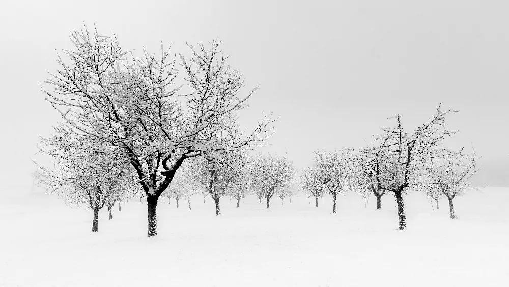高清摄影 雪景 冬季 果园 静谧 黑白摄影 冬日雪景中的静谧果园