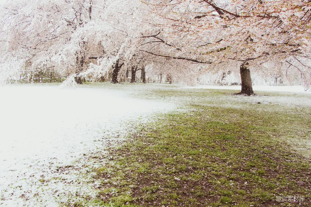 高清摄影 雪景 樱花 自然 公园 浪漫 樱花树下的雪景
