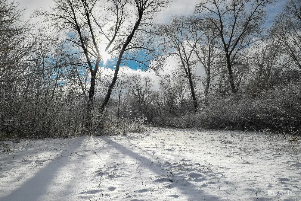 高清摄影 冬景 自然风光 雪景 光影效果 森林 冬日森林的光影
