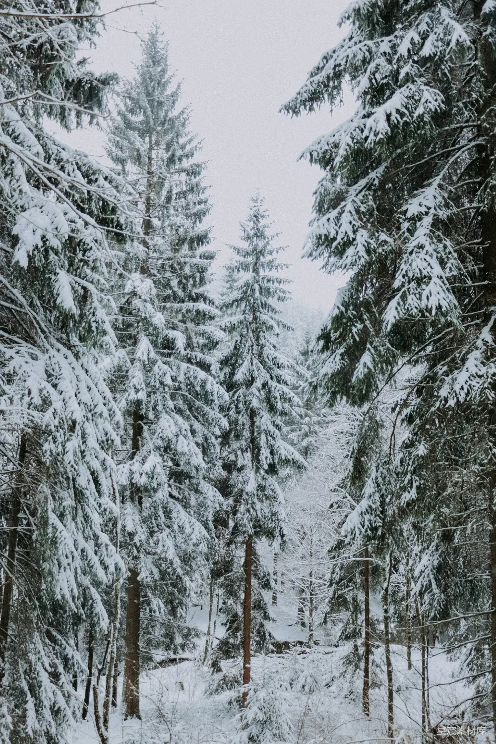 高清摄影 森林 雪景 自然 宁静 冬季 雪后的松树林
