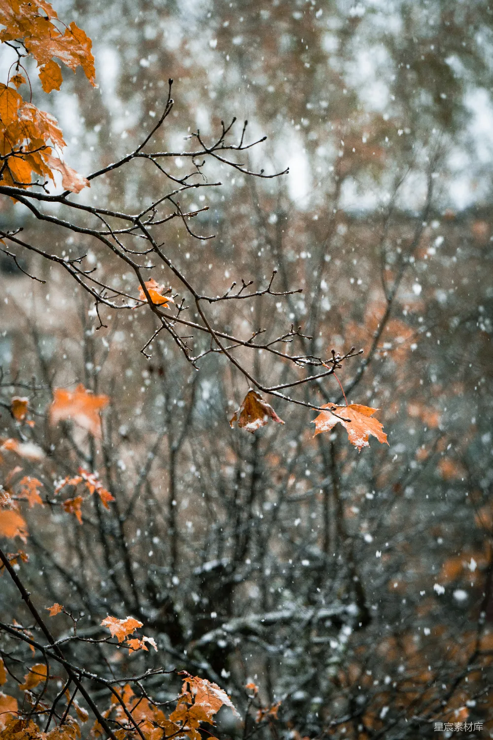 高清摄影 雪景 冬季 自然 落叶 静谧 秋末冬初的雪景