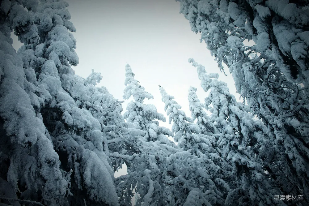 高清摄影 冬日 雪景 自然 宁静 森林 冬日雪景