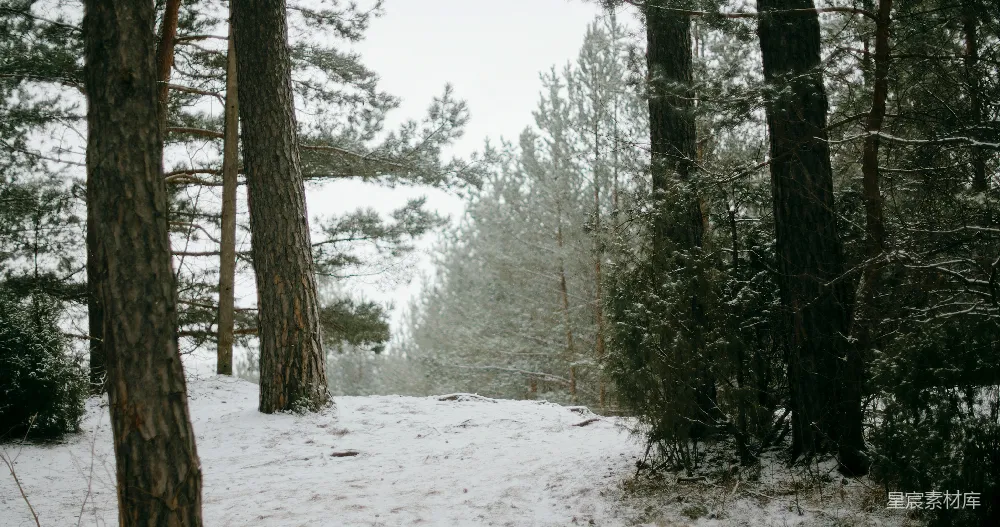 高清摄影 雪景 松林 自然 宁静 冬日 雪后的松树林
