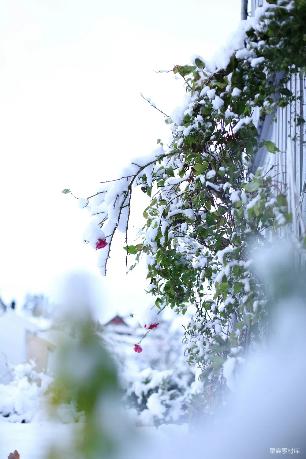 高清摄影 雪景 冬日 自然风光 户外 宁静 冬日里的雪与花