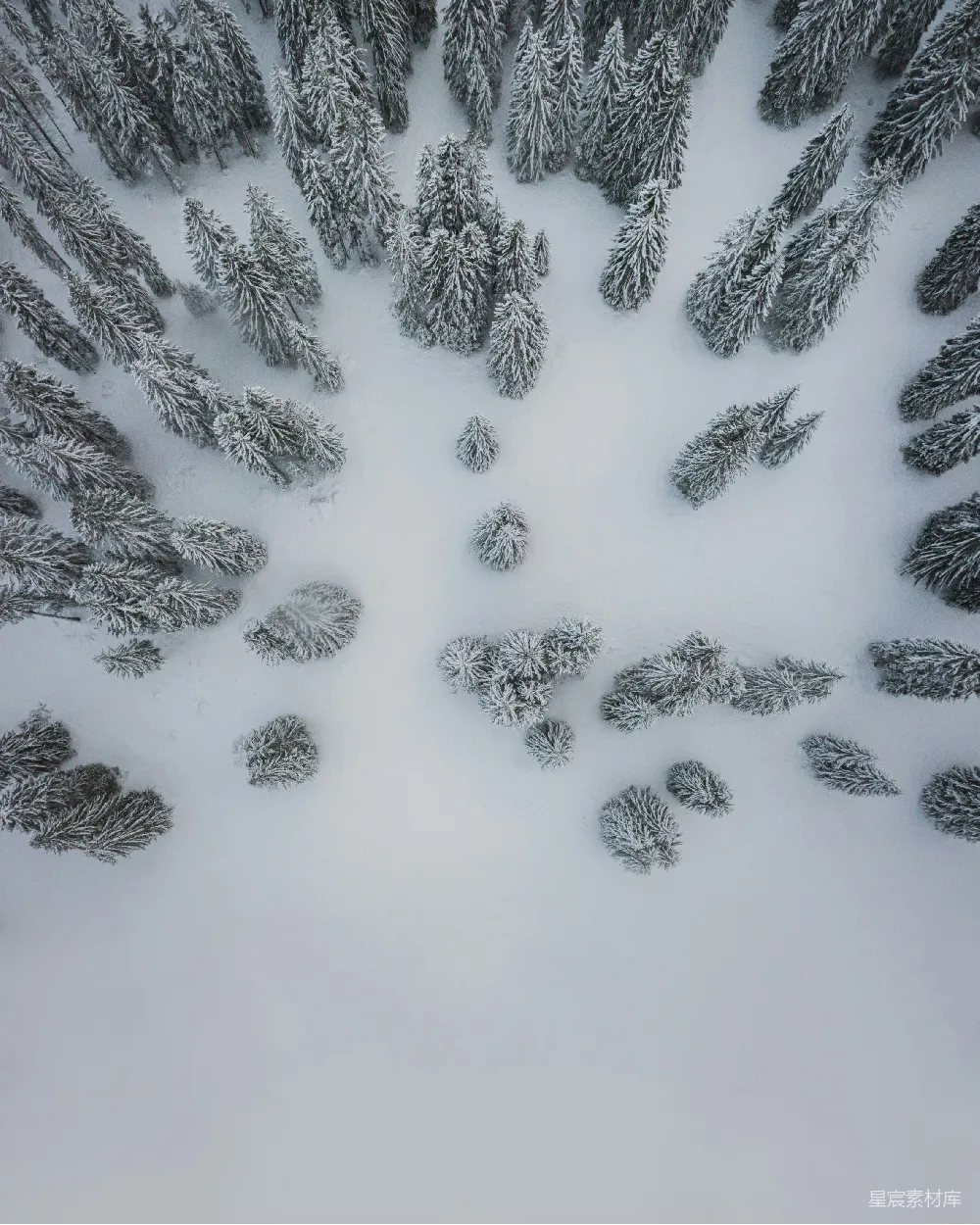 高清摄影 雪景 松林 俯视图 自然 冬季 雪域松林俯瞰图