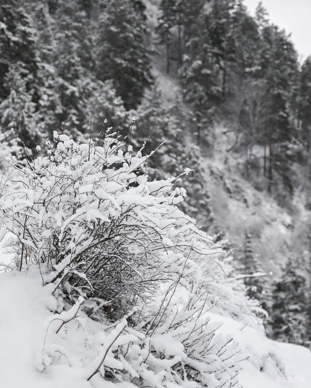 高清摄影 冬季 雪景 自然 森林 宁静 冬日雪景中的灌木丛