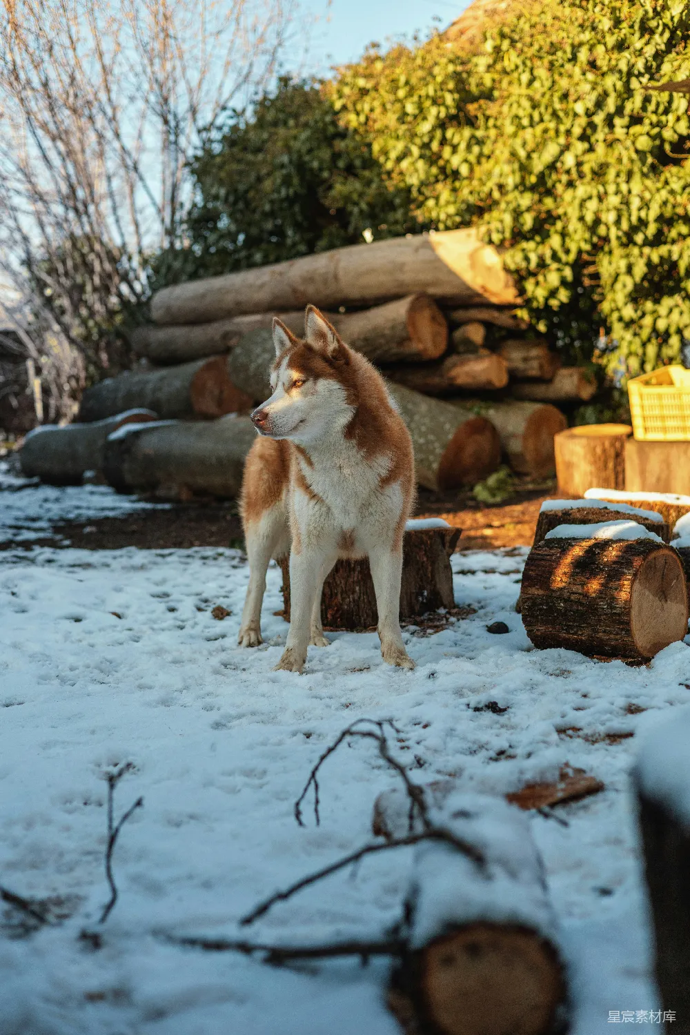 高清摄影 哈士奇 雪地 宠物 自然 户外 冬日雪地里的哈士奇