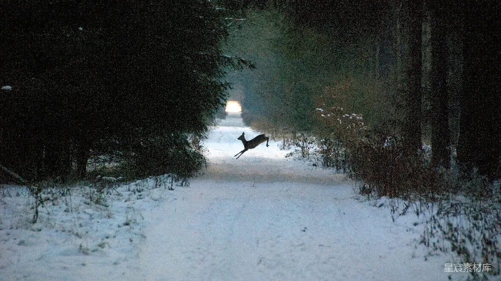 高清摄影 雪地 森林 动物 自然 冬景 雪地里的跃鹿