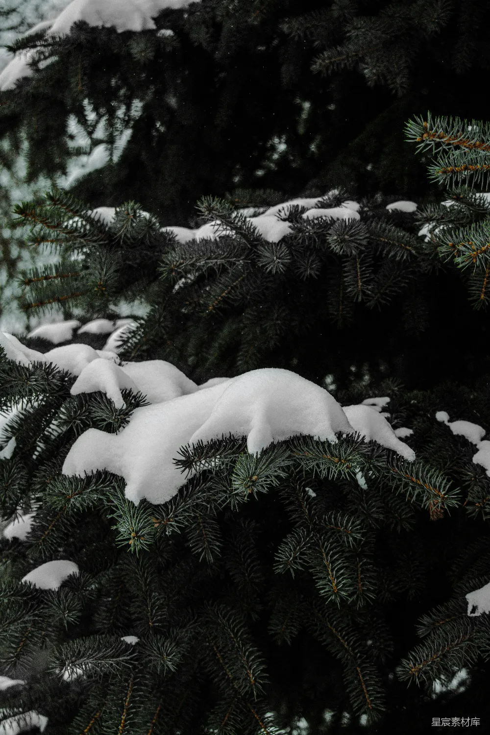 高清摄影 冬日 松枝 雪景 自然 宁静 冬日松枝的静谧之美