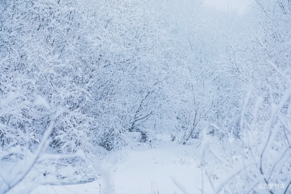 高清摄影 雪景 冬季 自然 森林 宁静 冬日森林雪景