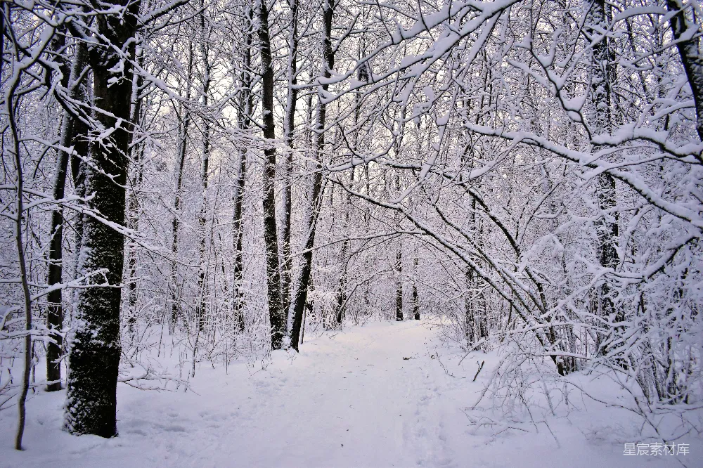 高清摄影 雪景 森林 冬季 自然 宁静 冬日雪林小径