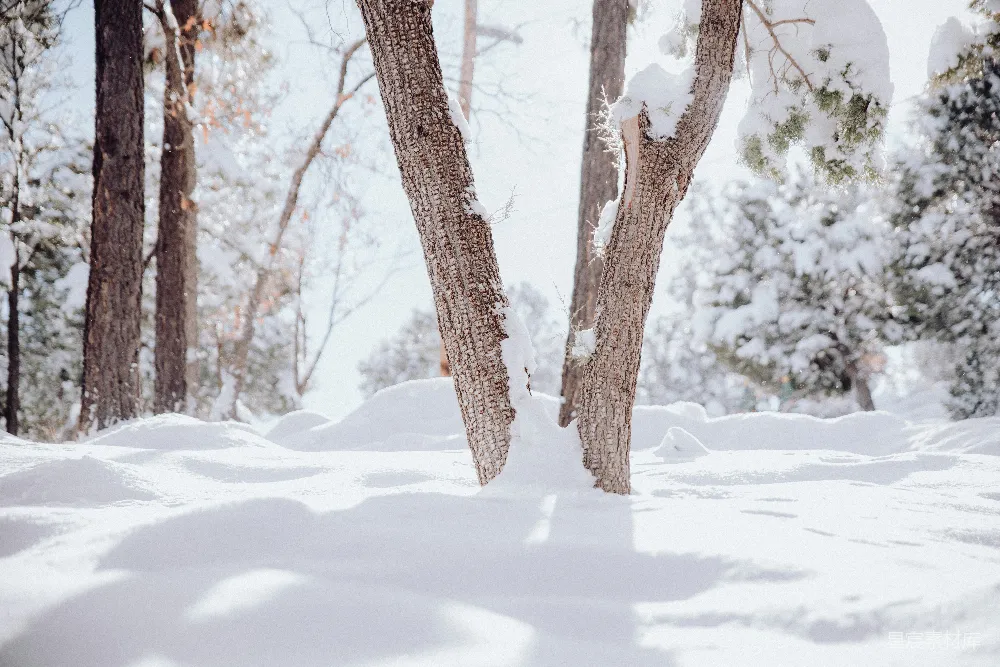 高清摄影 雪景 森林 冬季 宁静 自然 冬日森林雪景
