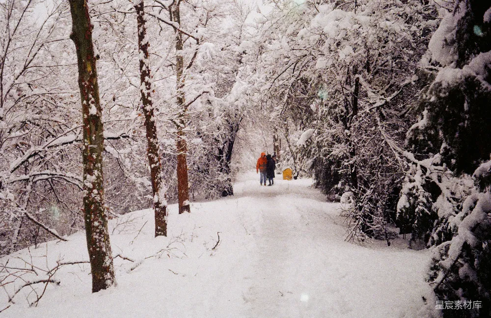 高清摄影 雪景 森林 冬季 自然 风景 冬日雪景中的森林小径