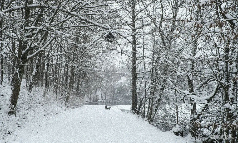 高清摄影 雪景 自然 森林 宁静 冬季 雪后森林小径