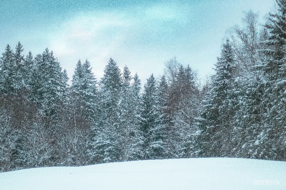 高清摄影 雪景 森林 冬季 自然 风景 冬日森林雪景