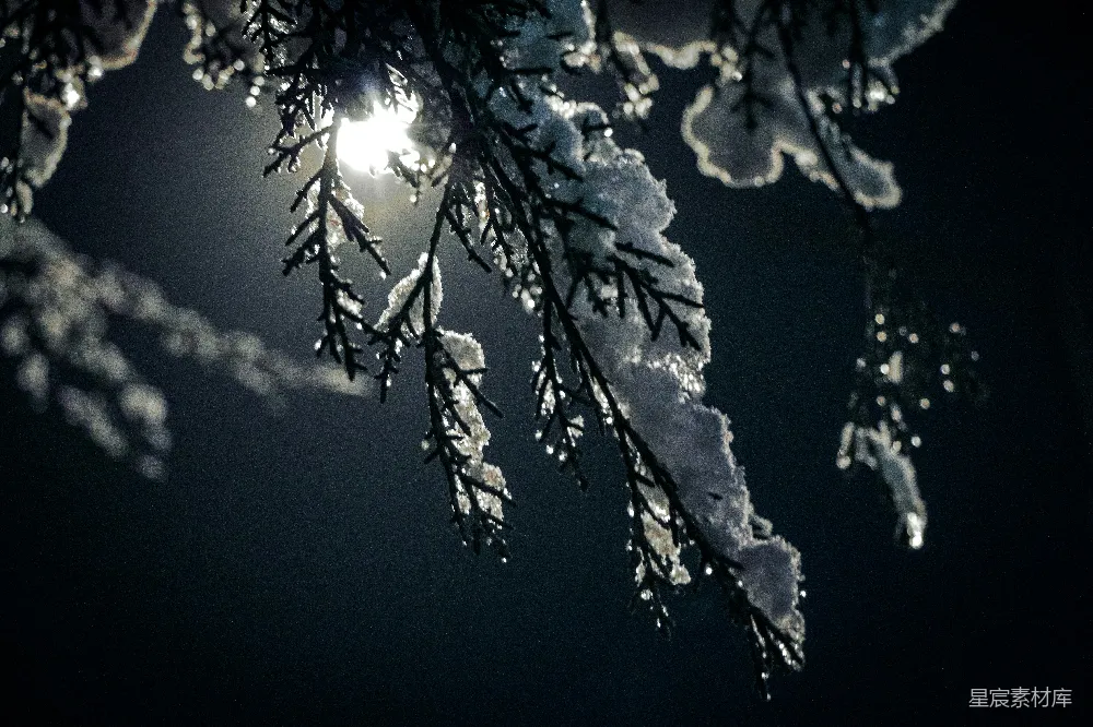 高清摄影 冬夜 雪景 树枝 自然 寒冷 冬夜的银装素裹