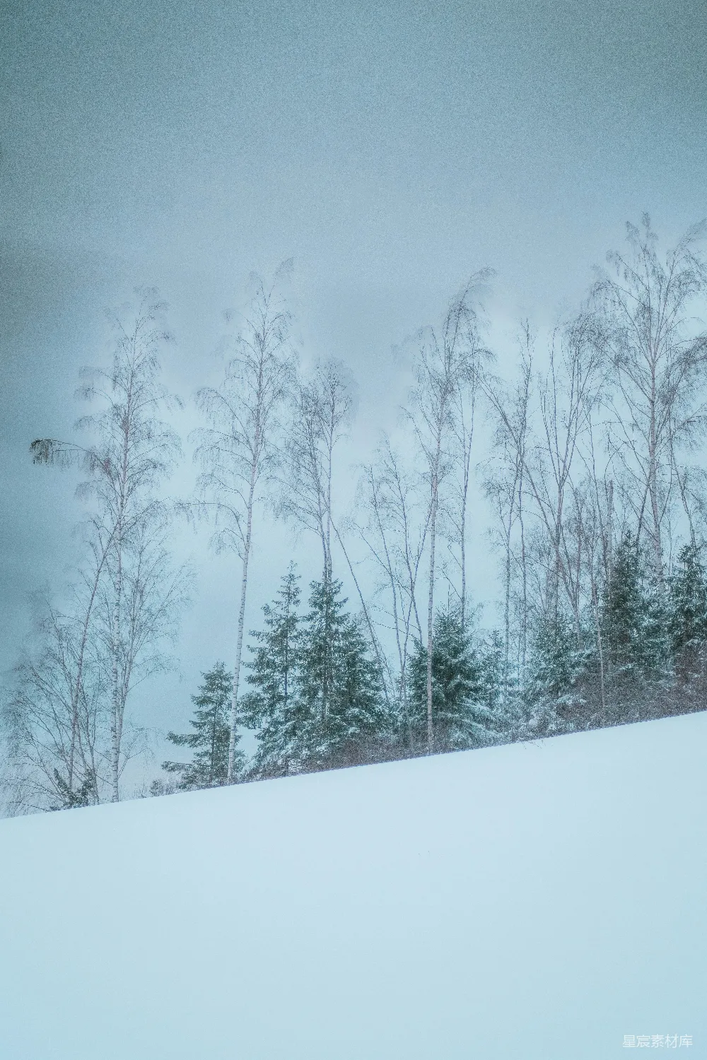 高清摄影 雪景 桦树 冬季 自然风光 宁静 雪地里的桦树