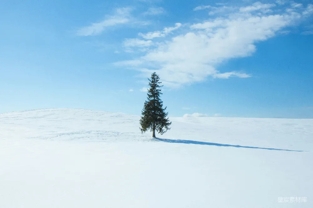 高清摄影 雪地 孤松 宁静 自然风光 冬季 雪地孤松下的宁静