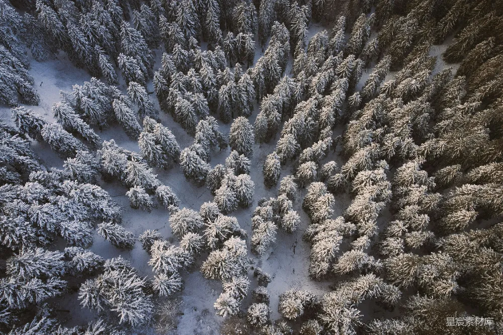 高清摄影 雪景 森林 航拍 冬季 自然 冬日雪景中的松树林