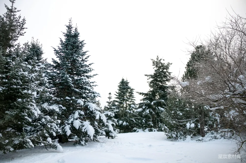 高清摄影 雪景 松树 自然风光 冬季 户外 冬日雪景中的松树林