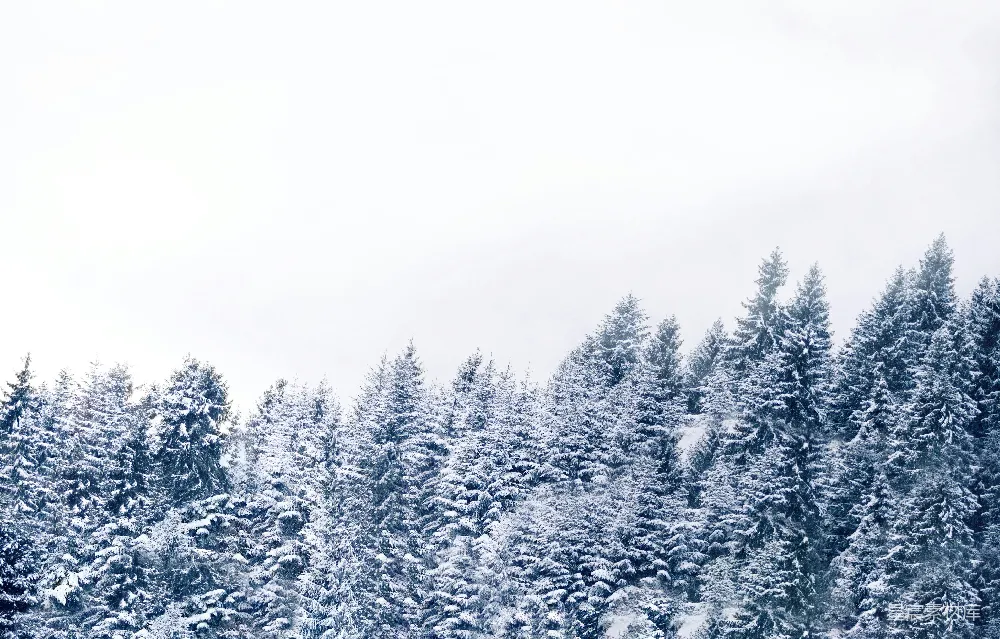 高清摄影 雪景 松树林 冬季 自然风光 宁静 冬日雪景中的松树林