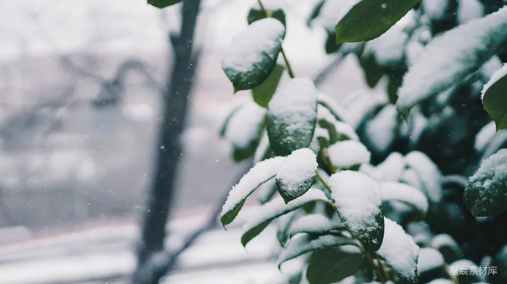 高清摄影 雪景 自然 冬季 静谧 户外 雪后的绿叶