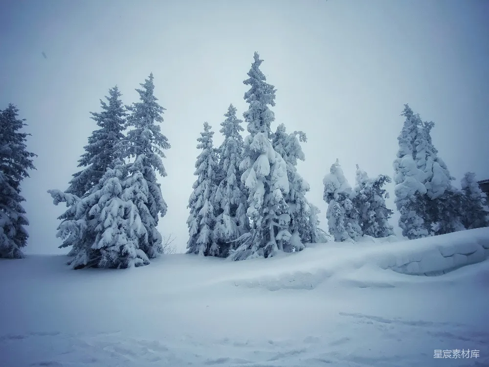 高清摄影 雪景 冬季 自然风光 宁静 户外 雪后的松树林