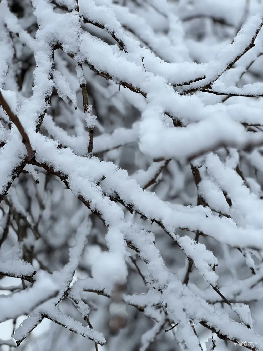 高清摄影 雪景 冬季 自然 宁静 冬日 雪覆枝头