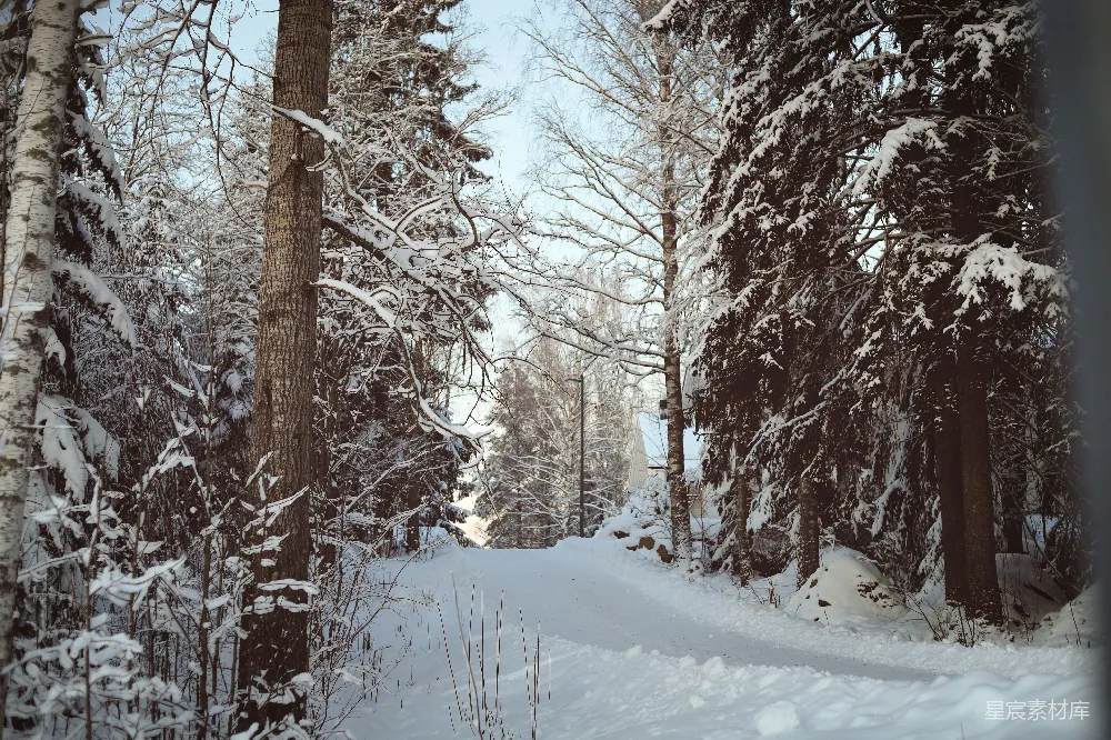 高清摄影 雪景 冬季 森林 自然风光 户外 冬日雪景中的林间小道