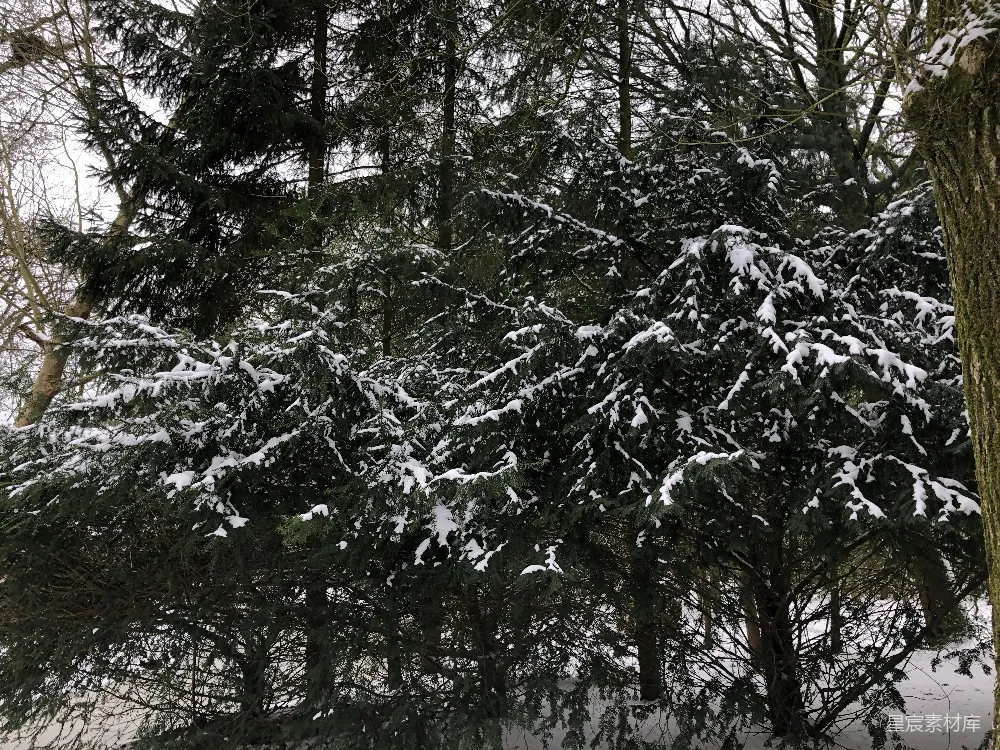 高清摄影 冬天 自然 雪景 森林 松树 冬日雪景中的松树