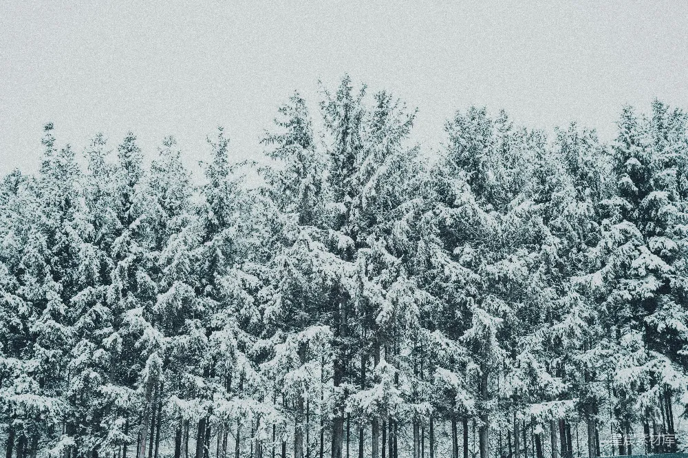 高清摄影 冬季 雪景 森林 自然 宁静 冬日雪林