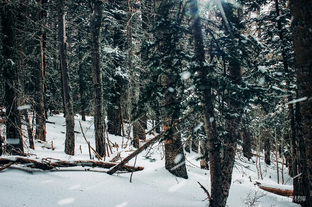高清摄影 雪景 森林 自然 冬季 宁静 冬日森林雪景