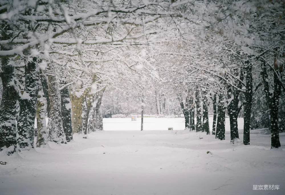 高清摄影 雪景 自然 冬季 森林 静谧 雪中的林荫道