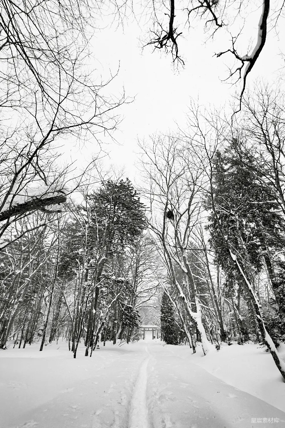高清摄影 雪景 森林 自然 宁静 冬日 雪中之路