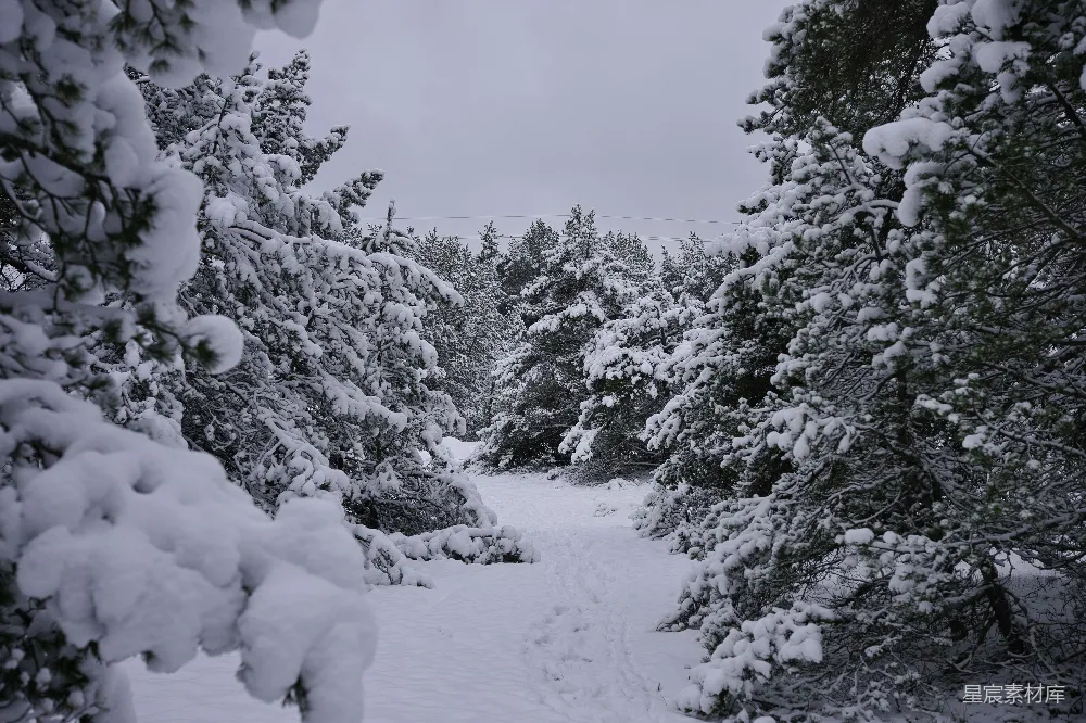 高清摄影 雪景 冬季 自然 森林 宁静 雪后的森林小径