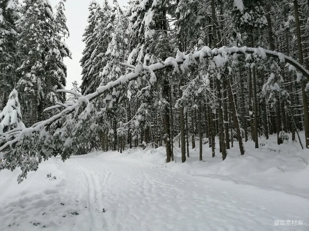 高清摄影 雪景 森林 自然 冬季 宁静 雪后的松树林