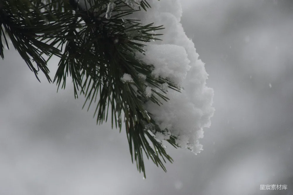 高清摄影 雪景 自然风光 冬季 松枝 雪后的松枝