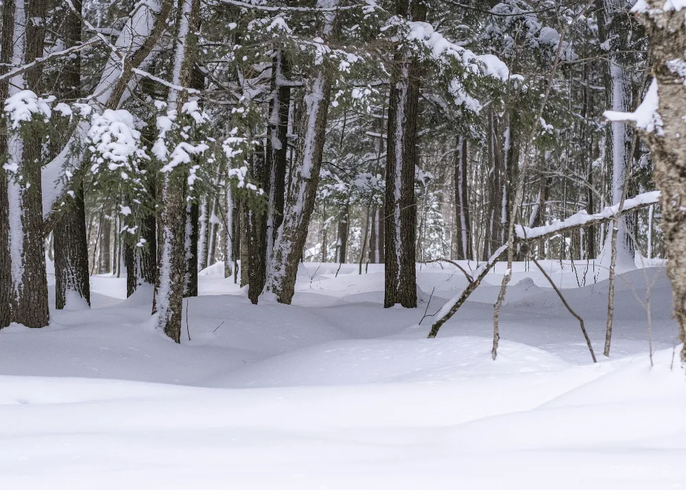 高清摄影 雪景 森林 冬季 自然风光 宁静 雪中的森林小径