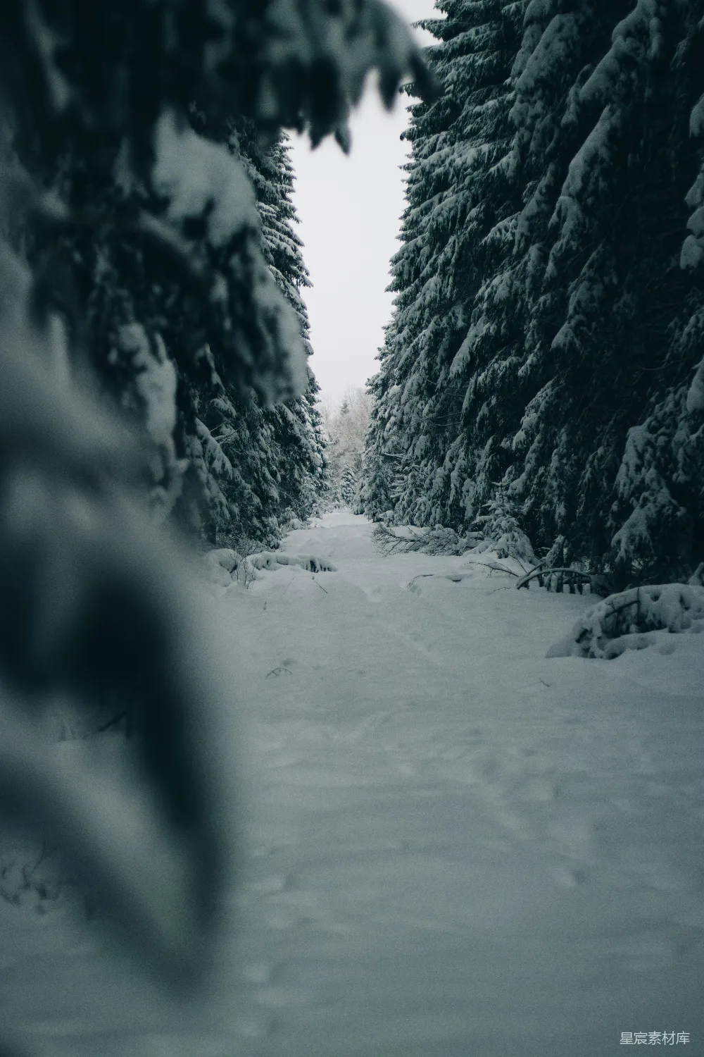 高清摄影 冬季 自然 森林 雪景 宁静 雪中的森林小径