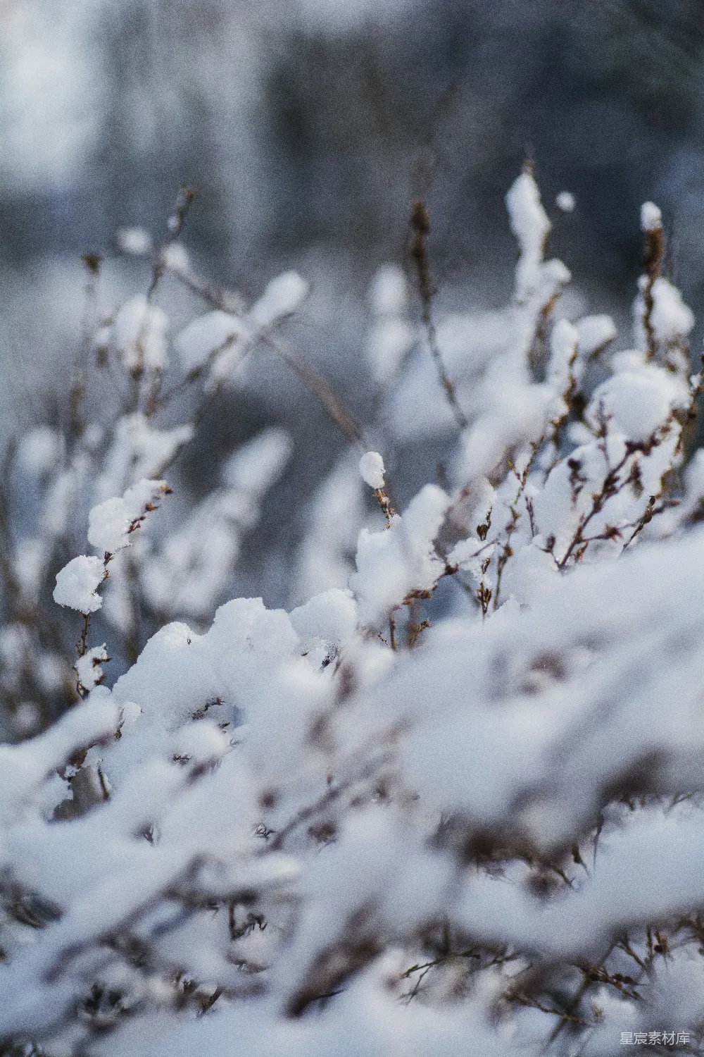 高清摄影 冬季 雪景 枯草 自然 宁静 冬日雪景中的枯草
