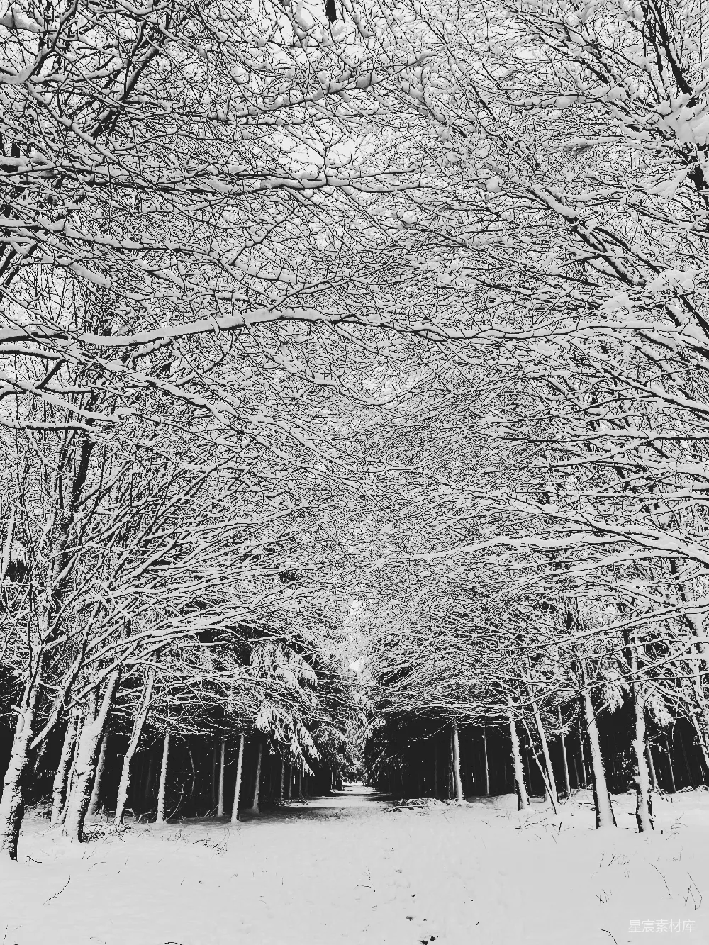 高清摄影 冬日 雪景 森林 黑白摄影 自然 冬日雪林的黑白童话