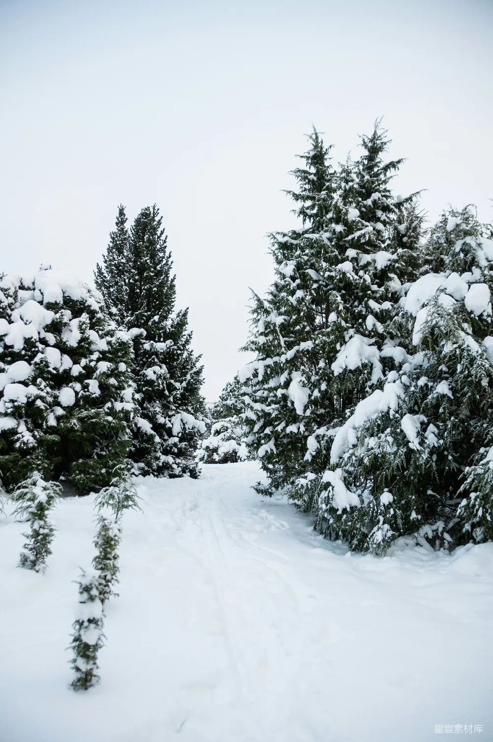 高清摄影 雪景 冬日 自然 宁静 户外 冬日雪景中的小径