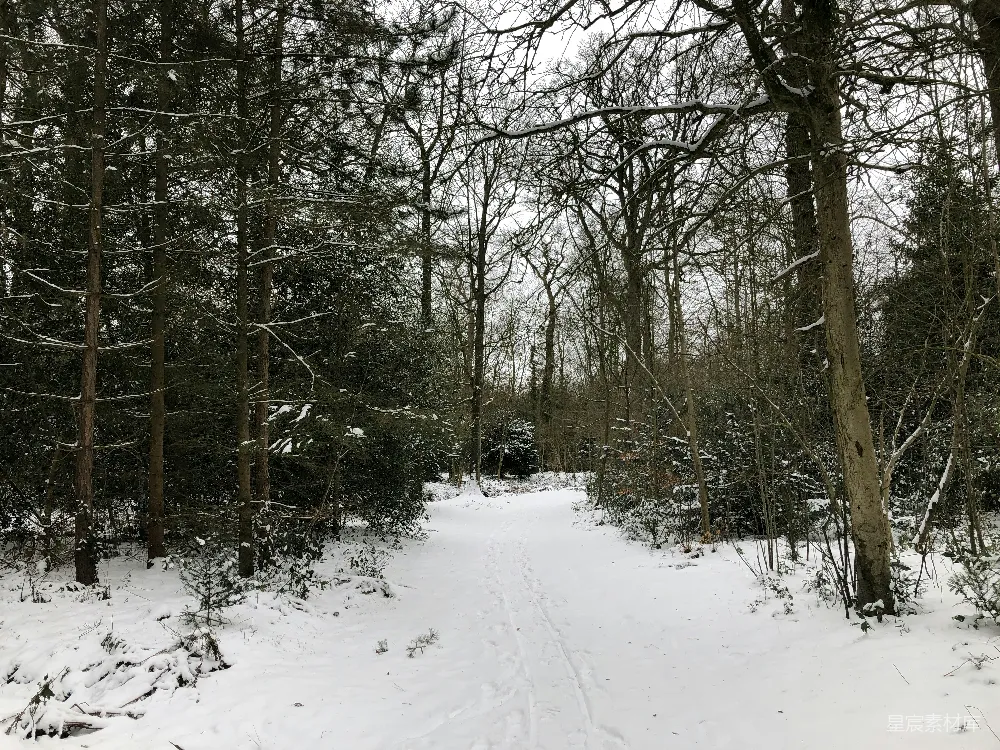 高清摄影 冬季 自然 雪景 森林 户外 冬日雪地小径