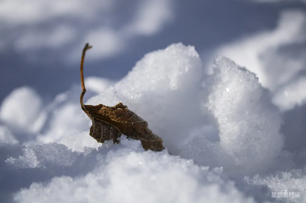 高清摄影 冬季 自然 冷冽 静谧 雪景 雪地中的枯叶