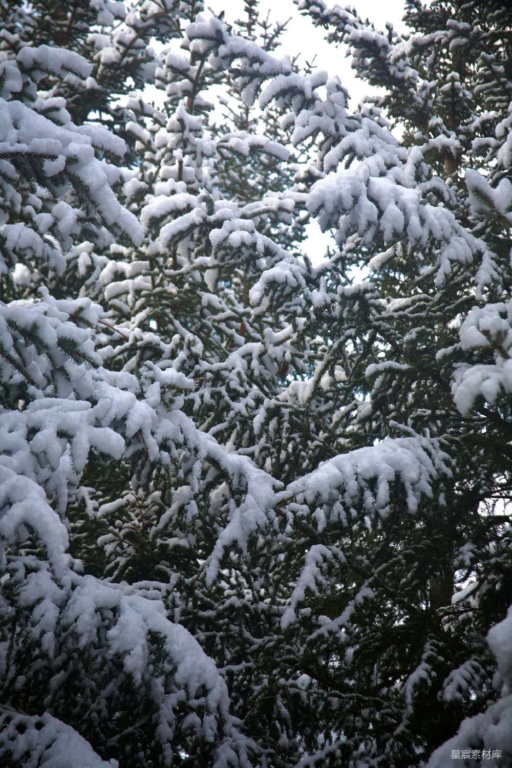 高清摄影 冬景 雪景 自然风光 松树 宁静 冬日松枝雪景