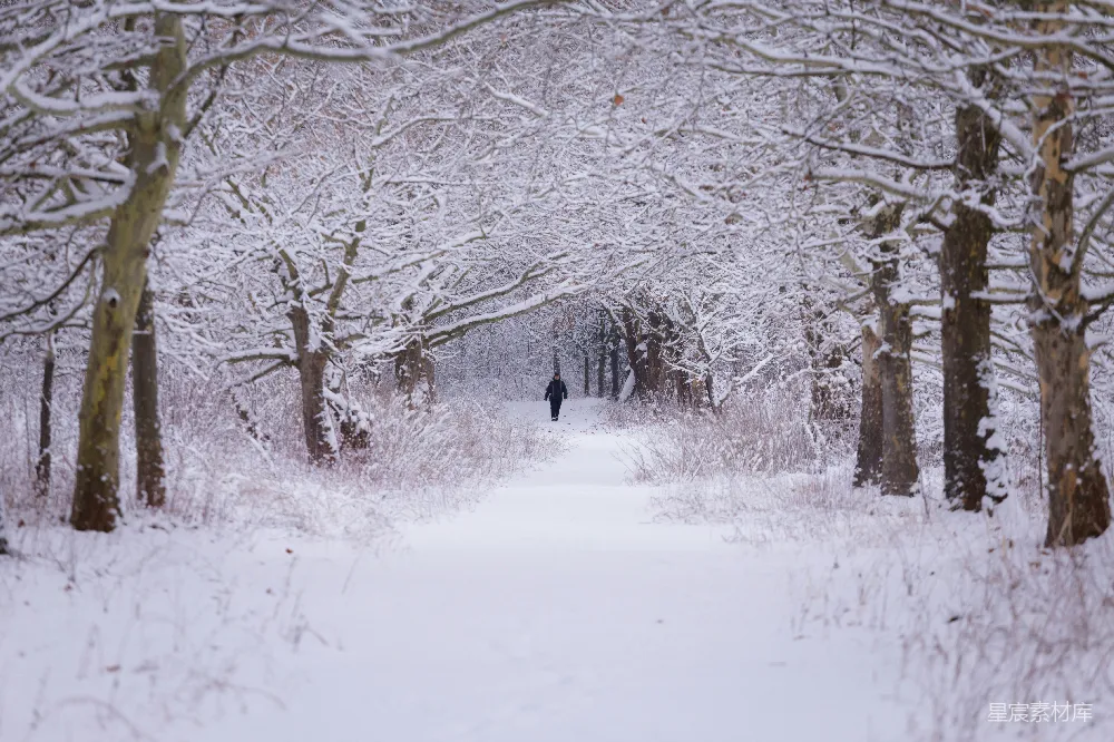 高清摄影 冬季 自然 宁静 户外 风景 雪中的林荫道