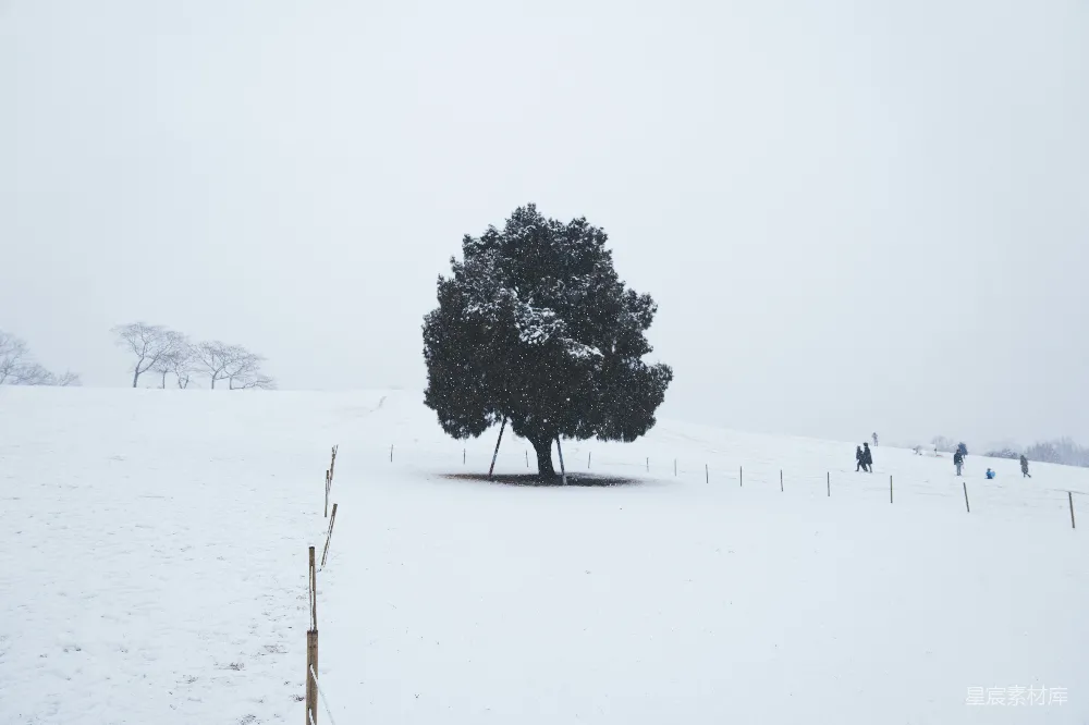 高清摄影 冬季 雪景 孤独 自然 宁静 雪中的孤树