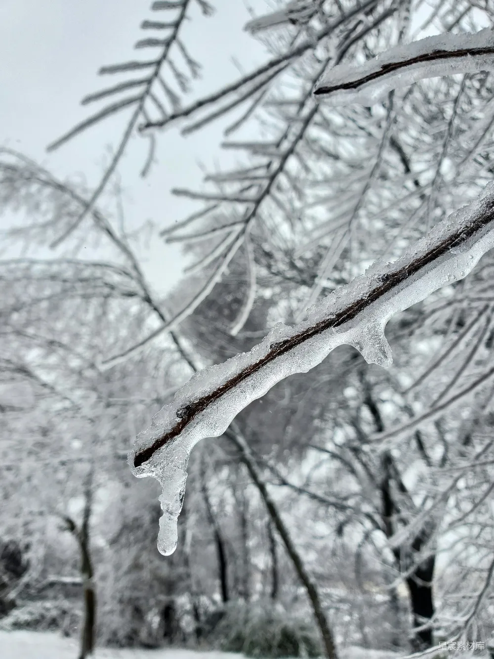高清摄影 冬日 冰挂 自然景观 冬季 雪景 冬日冰挂之美