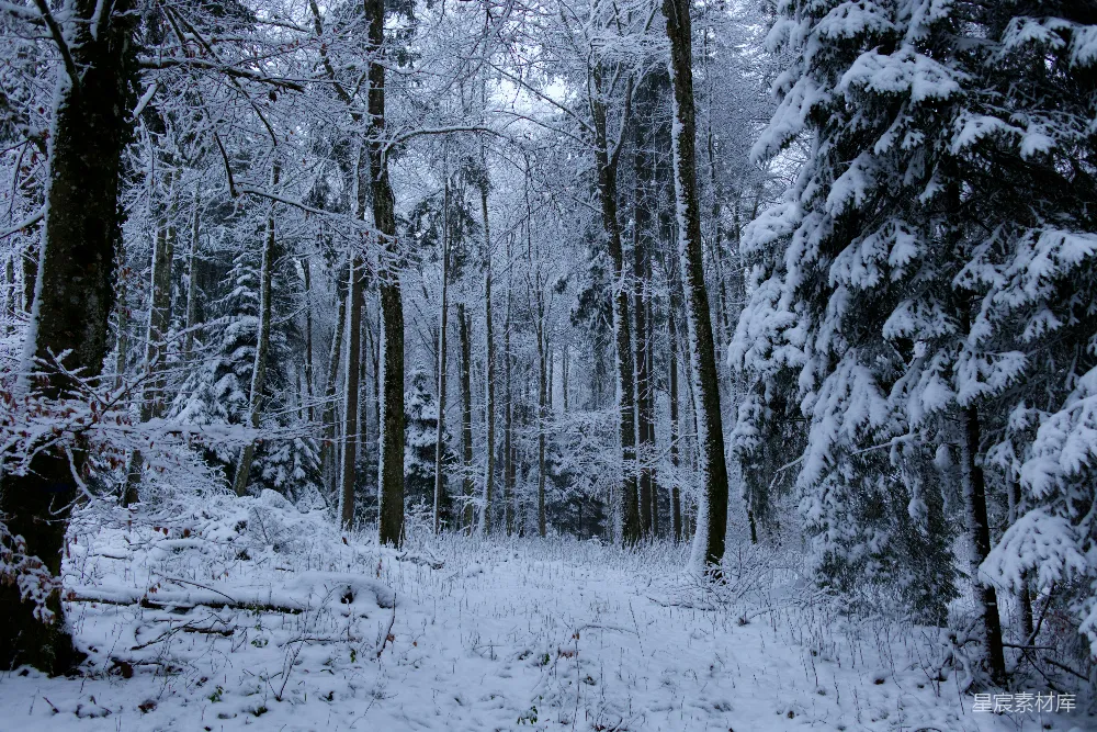 高清摄影 冬景 森林 雪景 自然风光 宁静 冬日雪景中的森林小径