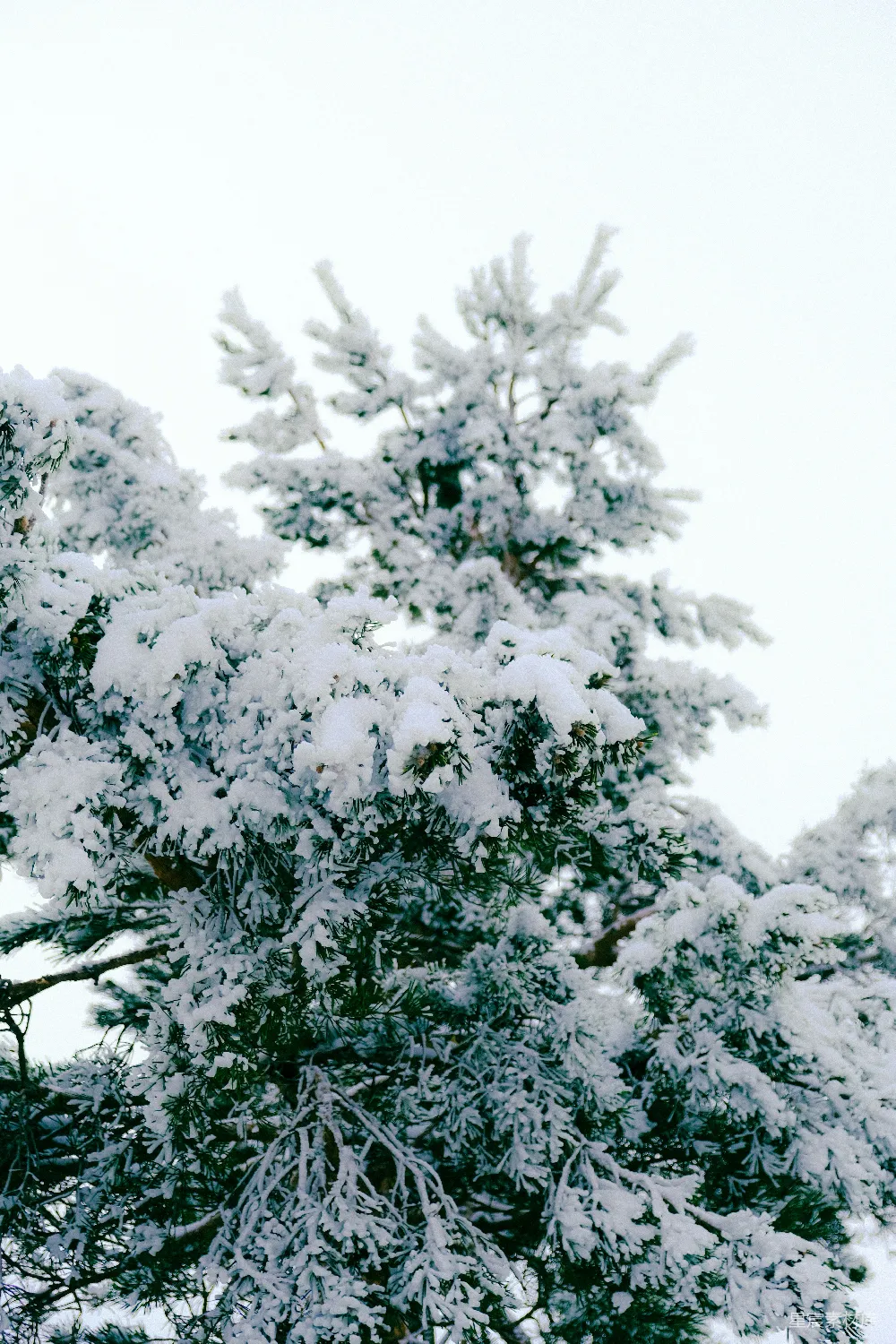 高清摄影 雪景 自然风光 松树 冬季 宁静 冬日雪景中的松树